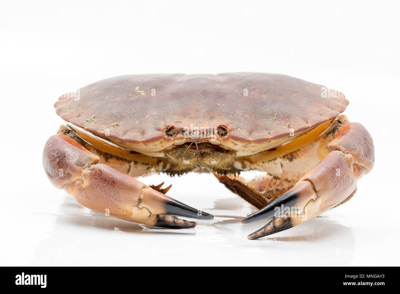 Une femme, ou de garçon, tourteau Cancer pagurus, pris dans un pot de crabe dans la Manche, au large de la côte du Dorset. Le crabe, ou des tourteaux, est cau Banque D'Images