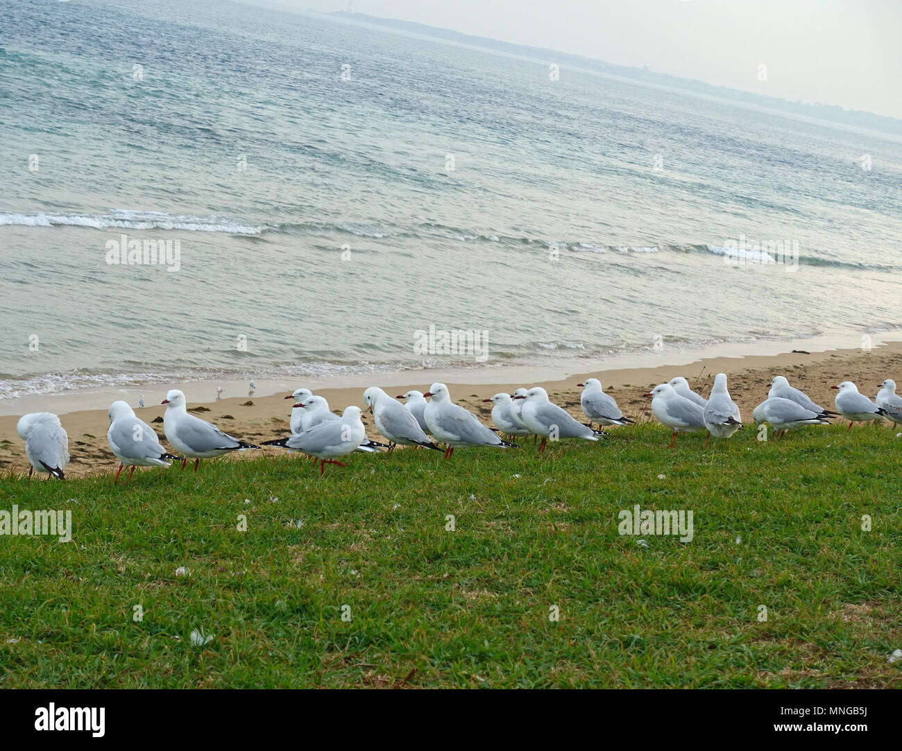 Le repos des mouettes par la plage, Ocean Grove, Australie Banque D'Images