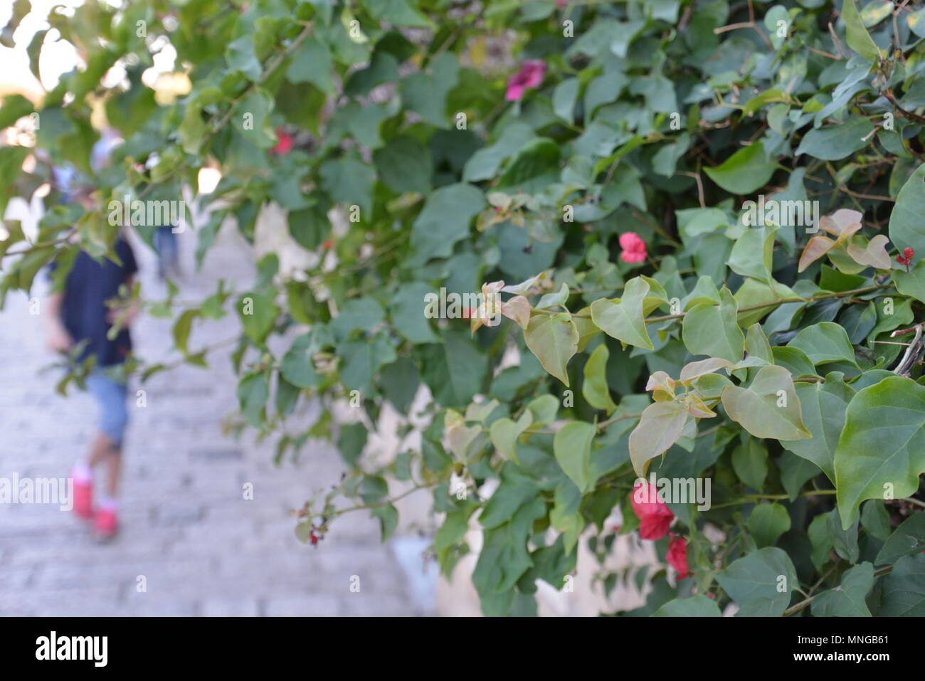 Une excursion d'une matinée dans la randonnée du sud de tel Aviv. L'imposition est principalement dans la région de Jaffa et sur le chemin trouve outre des paysages à la mer aussi bien Banque D'Images