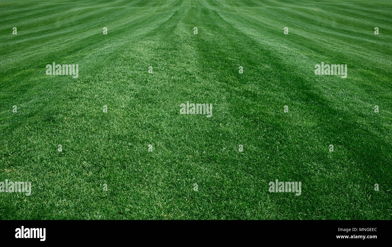 Full Frame Shot of Grass Banque D'Images