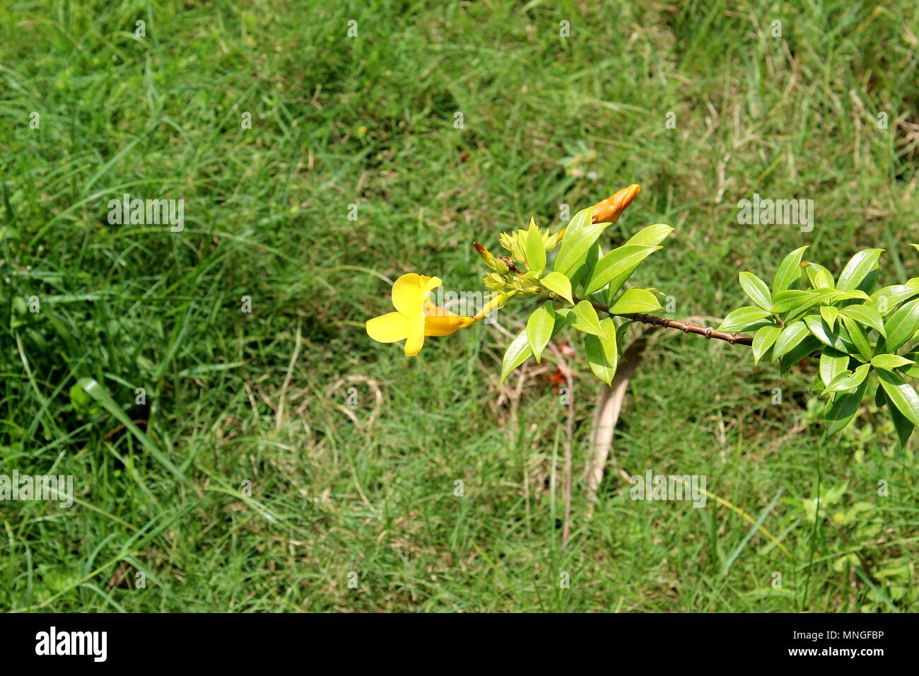 Allamanda jaune Beautiul,trompette d'or fleurs Banque D'Images
