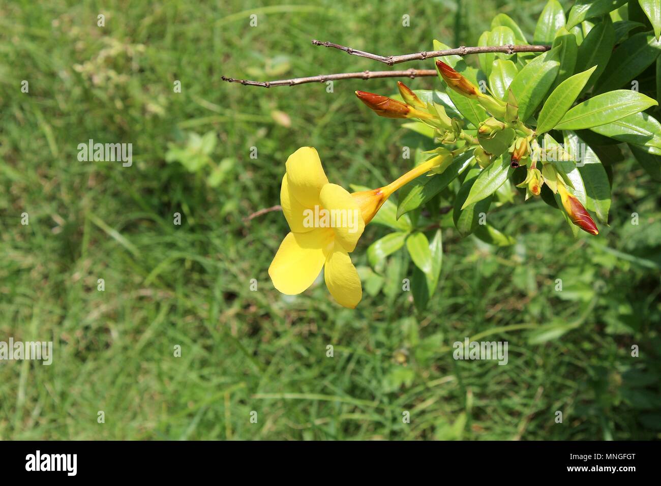 Allamanda jaune Beautiul,trompette d'or fleurs Banque D'Images