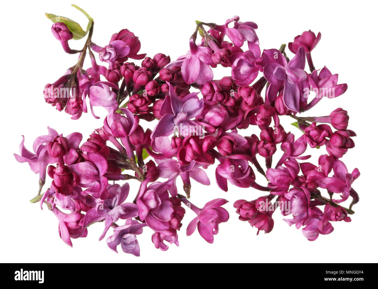 Fleurs de mauve foncé lilas réel sans feuilles et brindilles. Idolated sur studio macro fond blanc Banque D'Images