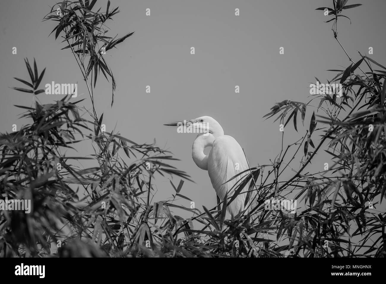 Grande Aigrette (Ardea alba) oiseau de la Thaïlande Banque D'Images