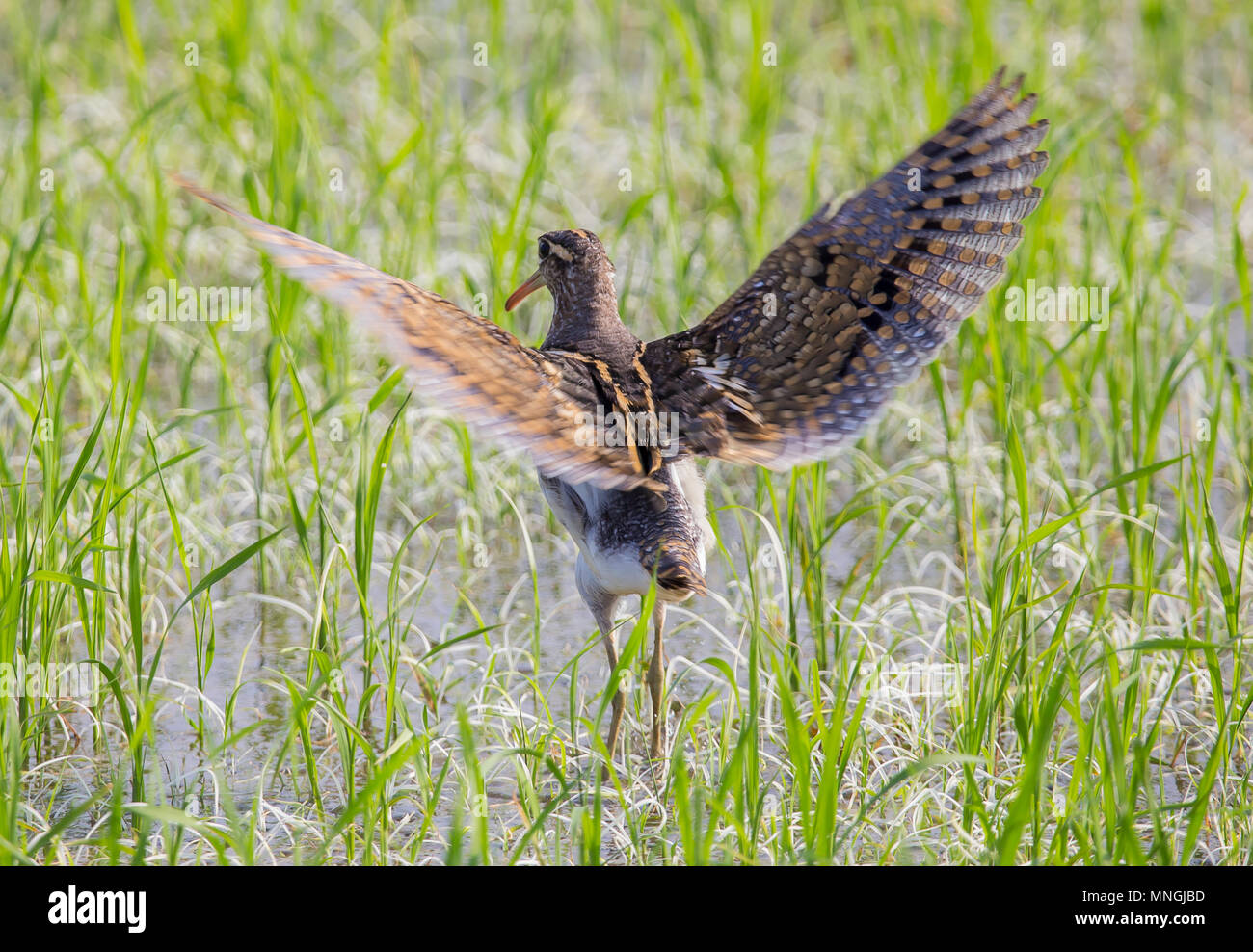 Plus d'une tête de snipe. ( Rostratula benghalensis ) dans les domaines de la Thaïlande. Banque D'Images