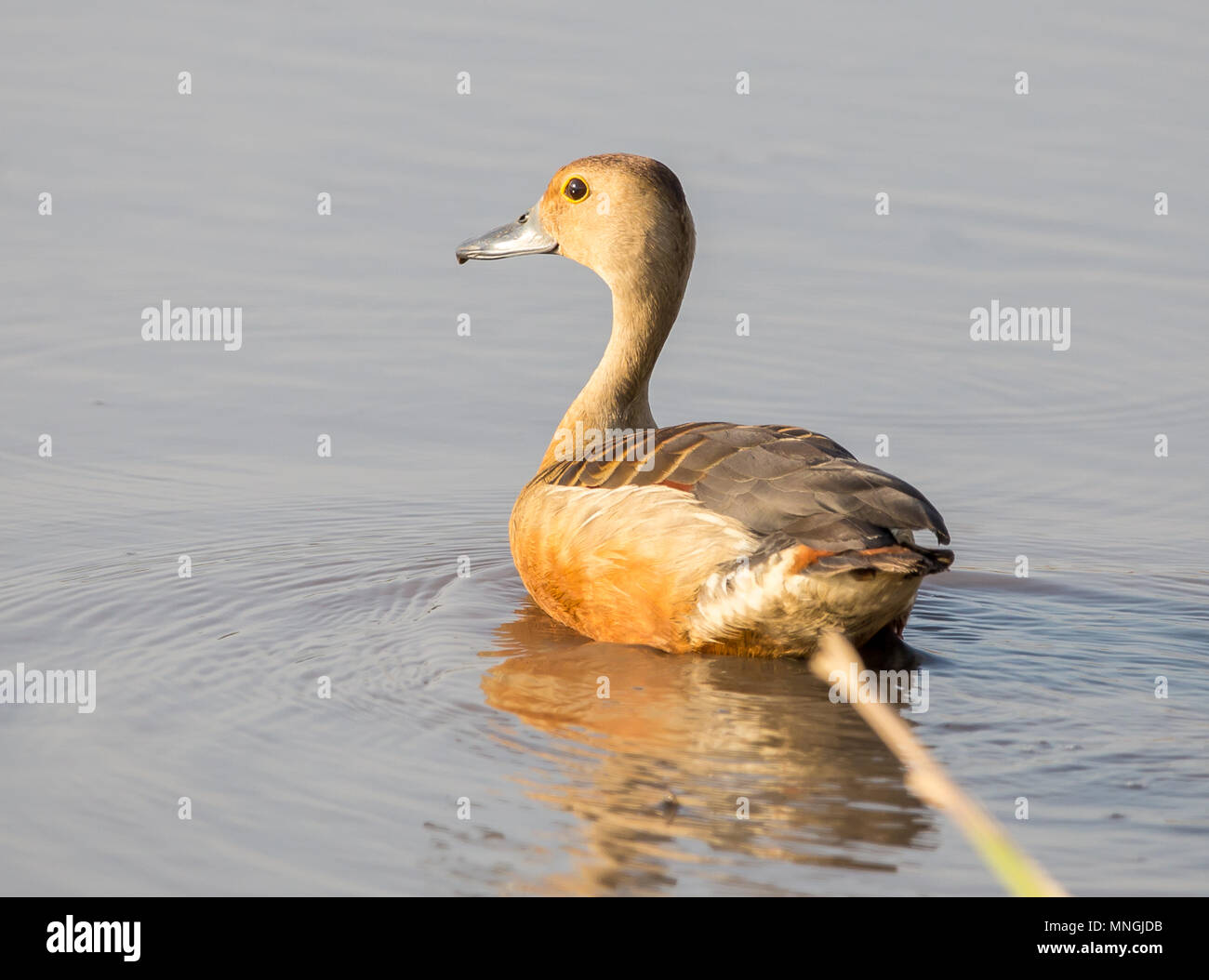 Moindre sifflement duck ( Dendrocygna javanica ) dans l'étang de la Thaïlande. Banque D'Images