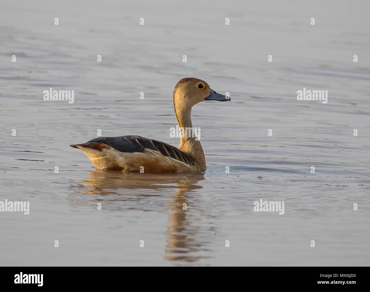 Moindre sifflement duck ( Dendrocygna javanica ) dans l'étang de la Thaïlande. Banque D'Images