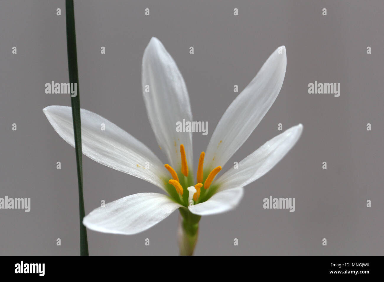 Fleuron blanc frais sur le gris de fond photo Banque D'Images