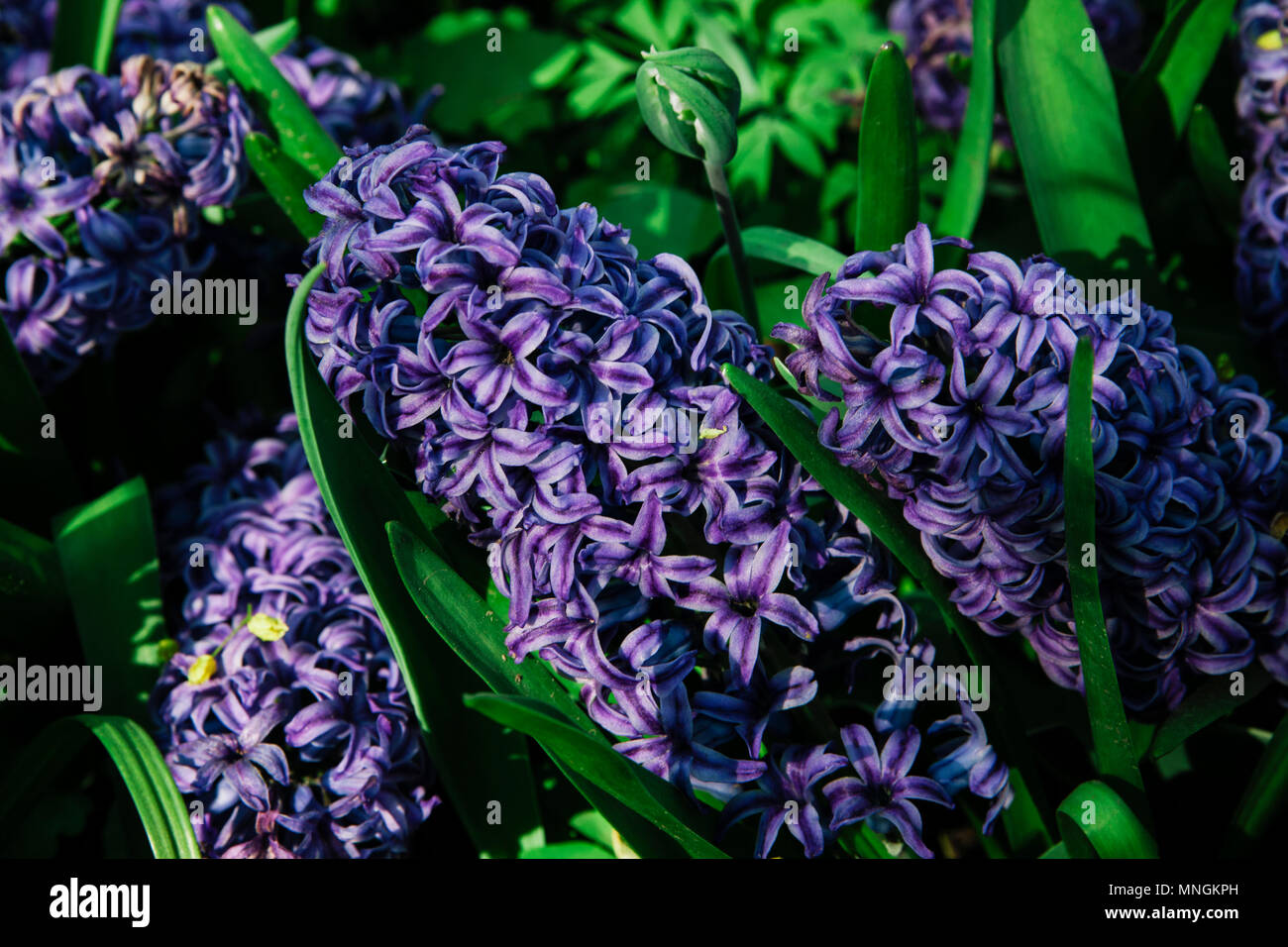 Hyacinthus orientalis. Jacinthe fleurs orientales couleur violette, close-up. La nature sur l'arrière-plan. Banque D'Images