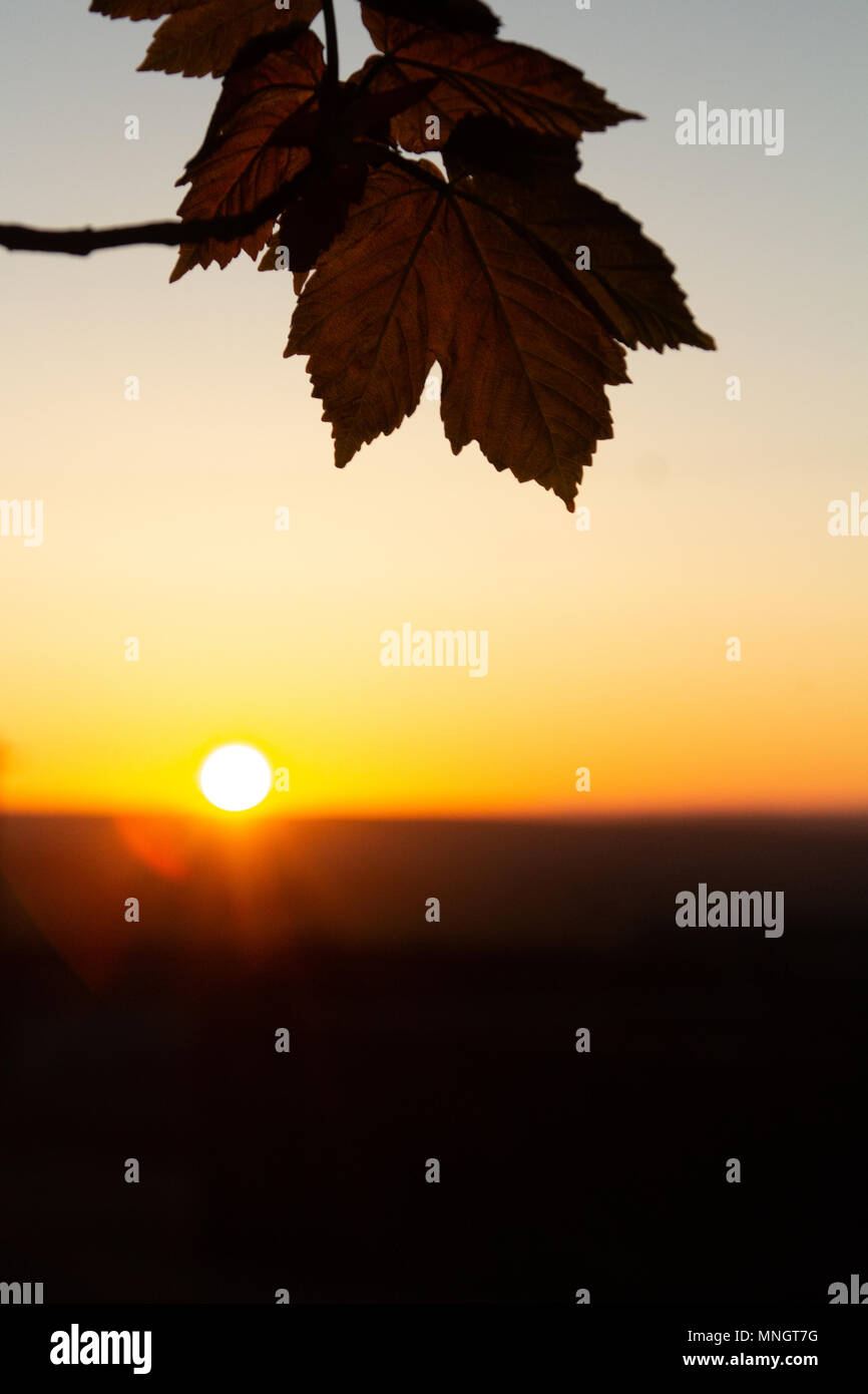 Coucher du soleil et feuilles de sycomore Banque D'Images