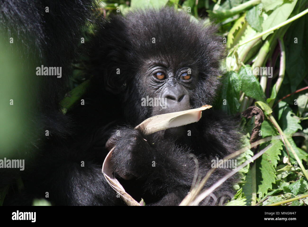 Bébé gorille de montagne à mâcher sur une feuille séchée Banque D'Images