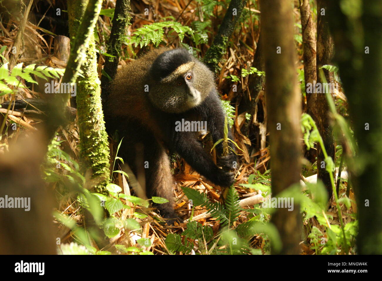 Golden Monkey - le parc national des volcans, Rwanda Banque D'Images