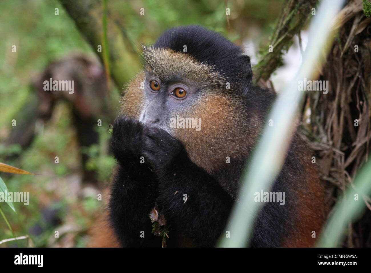 Golden Monkey - le parc national des volcans, Rwanda Banque D'Images