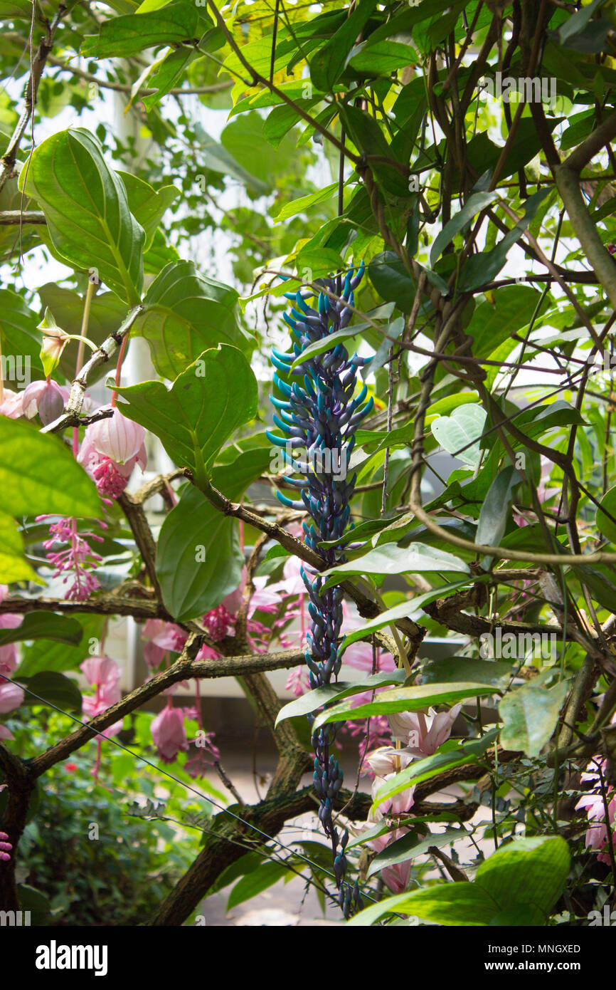 Strobgylodon macrobotrys jade émeraude et les feuilles de vigne tropicale dans la jungle Banque D'Images