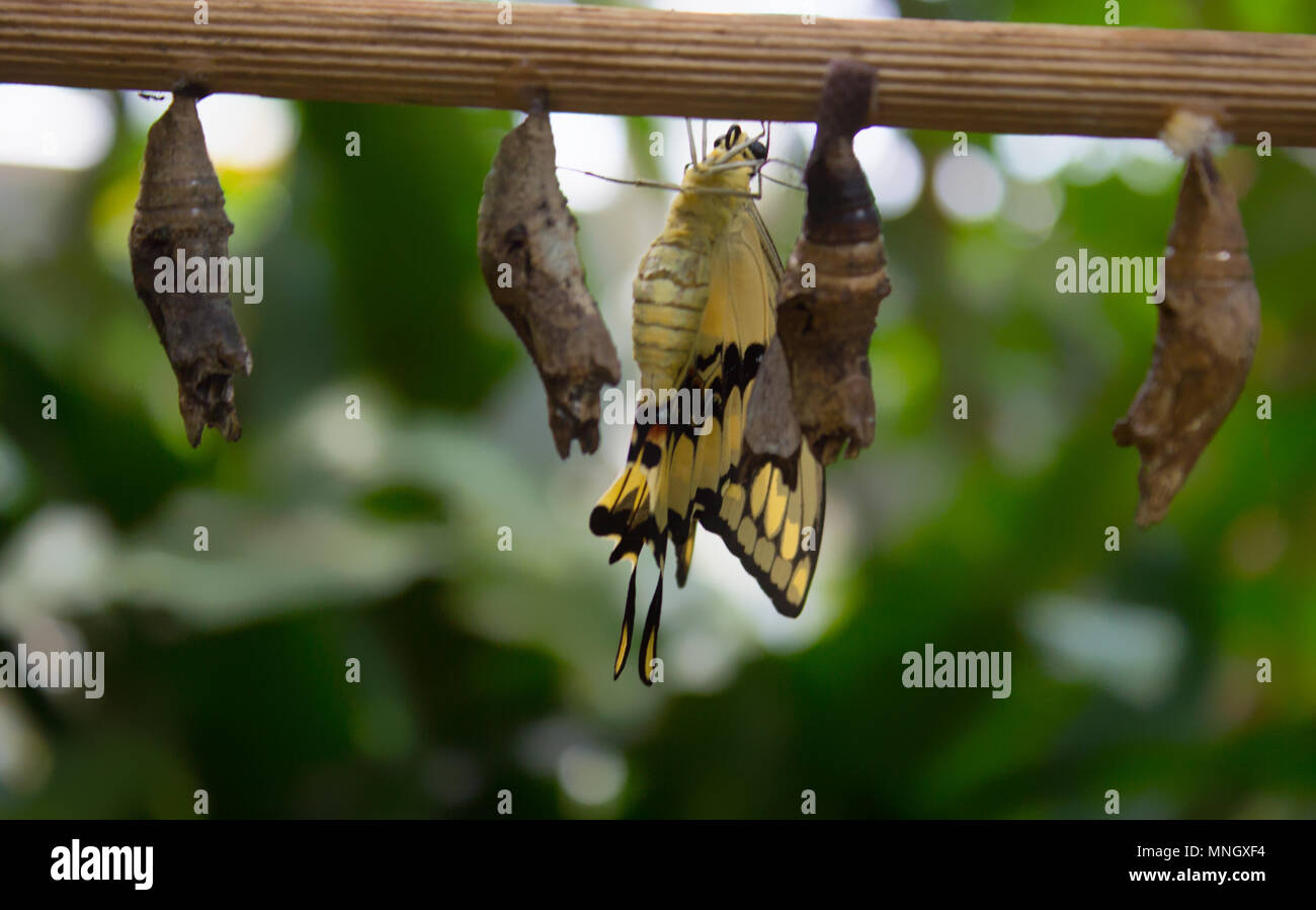 A émergé papilio thoas entre les cocons sur bois Banque D'Images