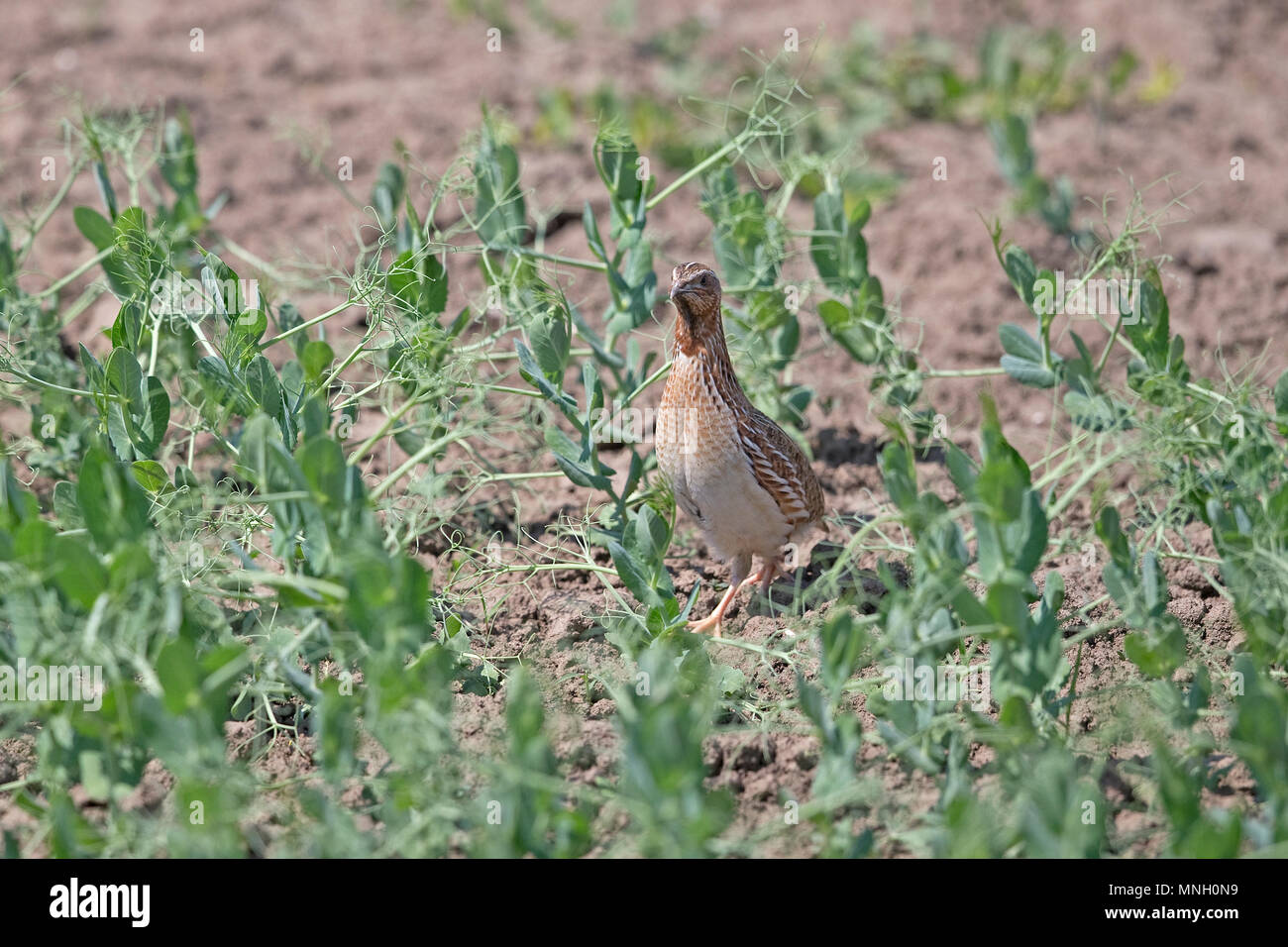 Caille Coturnix coturnix (commune) Banque D'Images