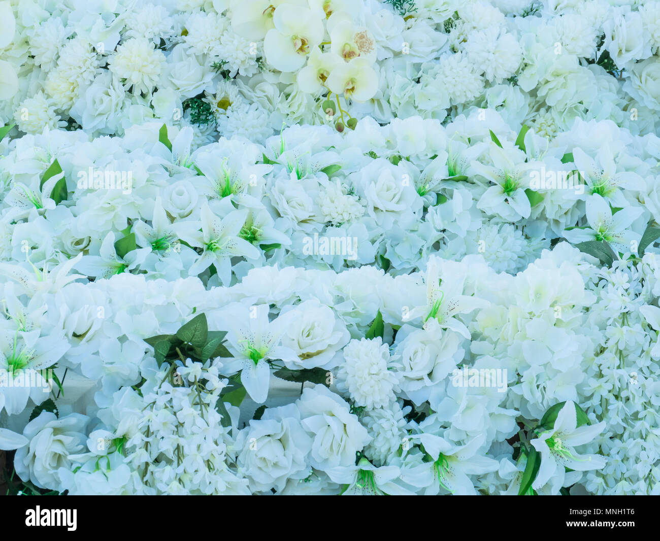 Fleur fond blanc, Banque D'Images