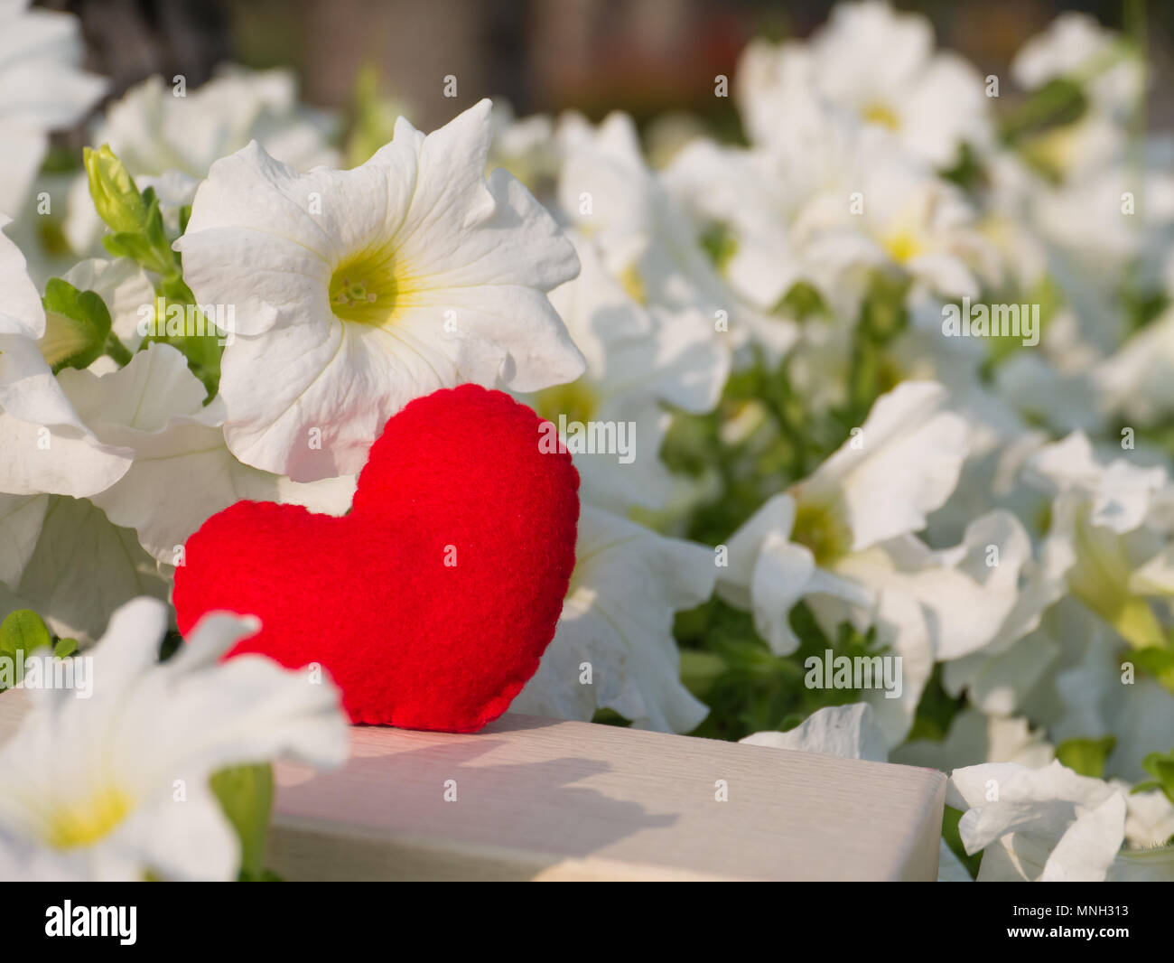 Cœur rouge sur fond de fleurs blanches, Banque D'Images