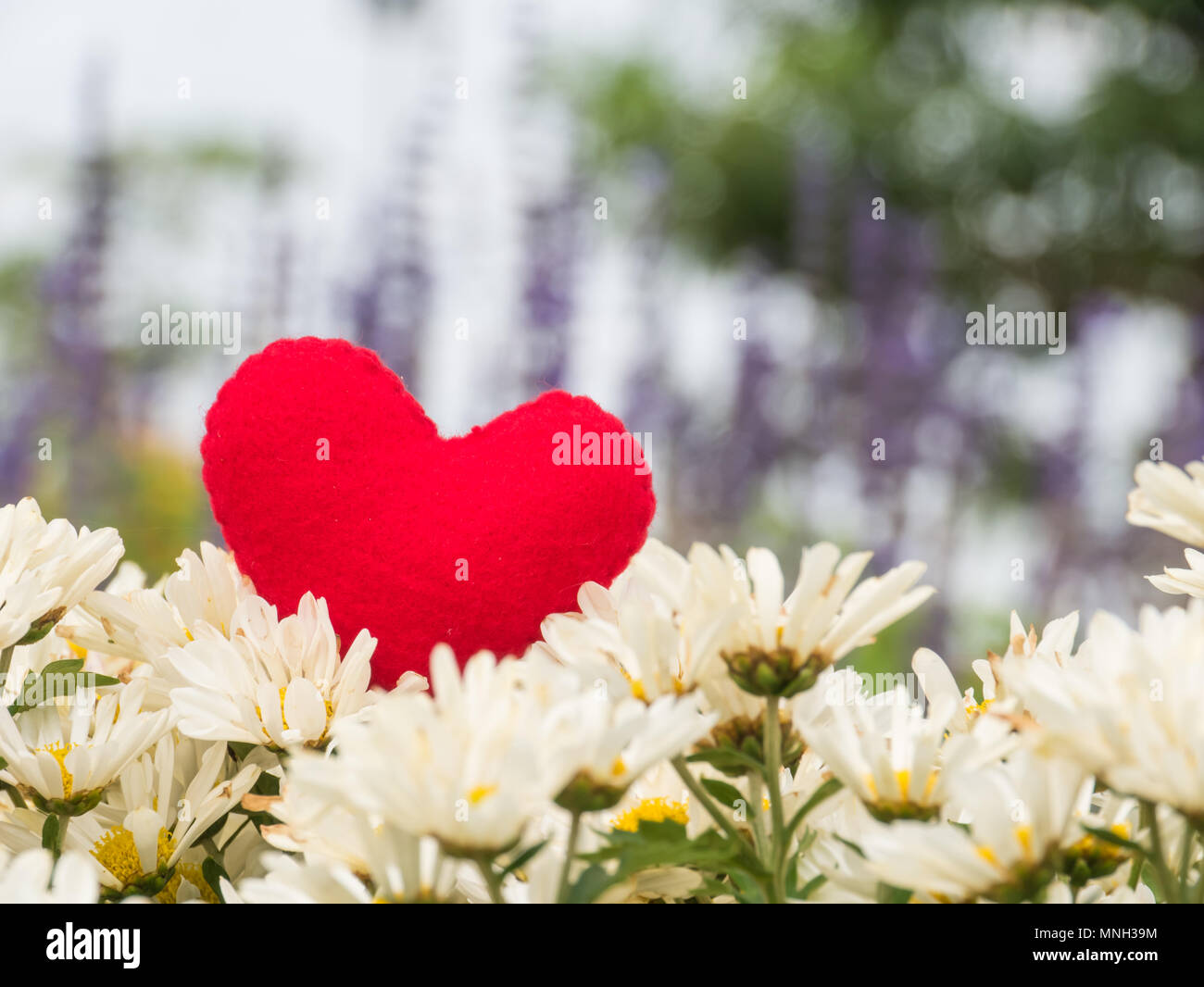 Cœur rouge sur fond de fleurs blanches, d'arrière-plan flou, Banque D'Images