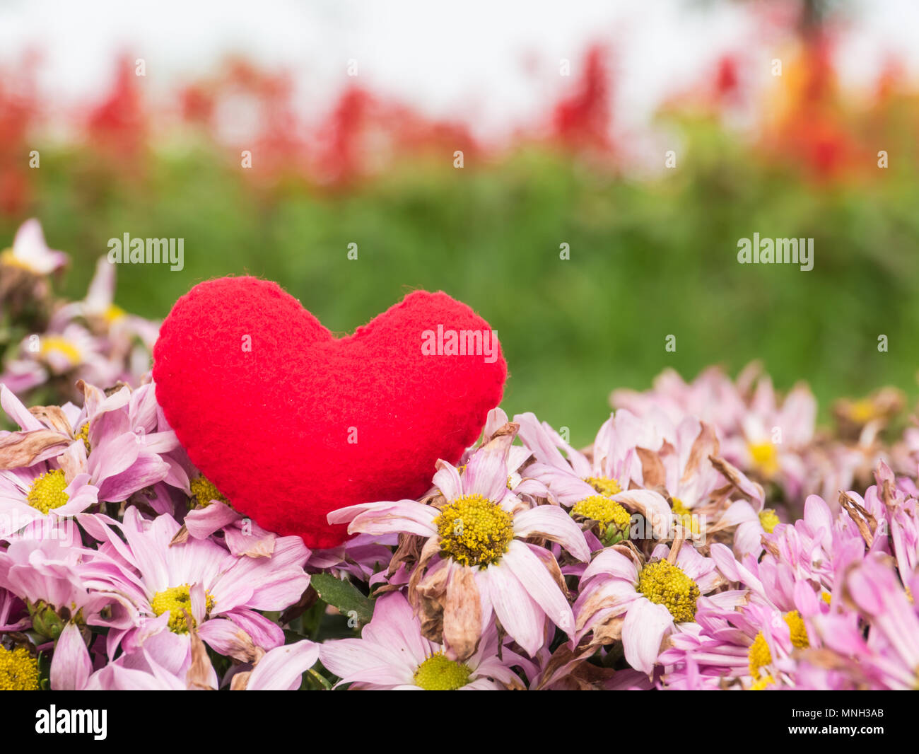Cœur rouge sur fond de fleurs rose, Banque D'Images