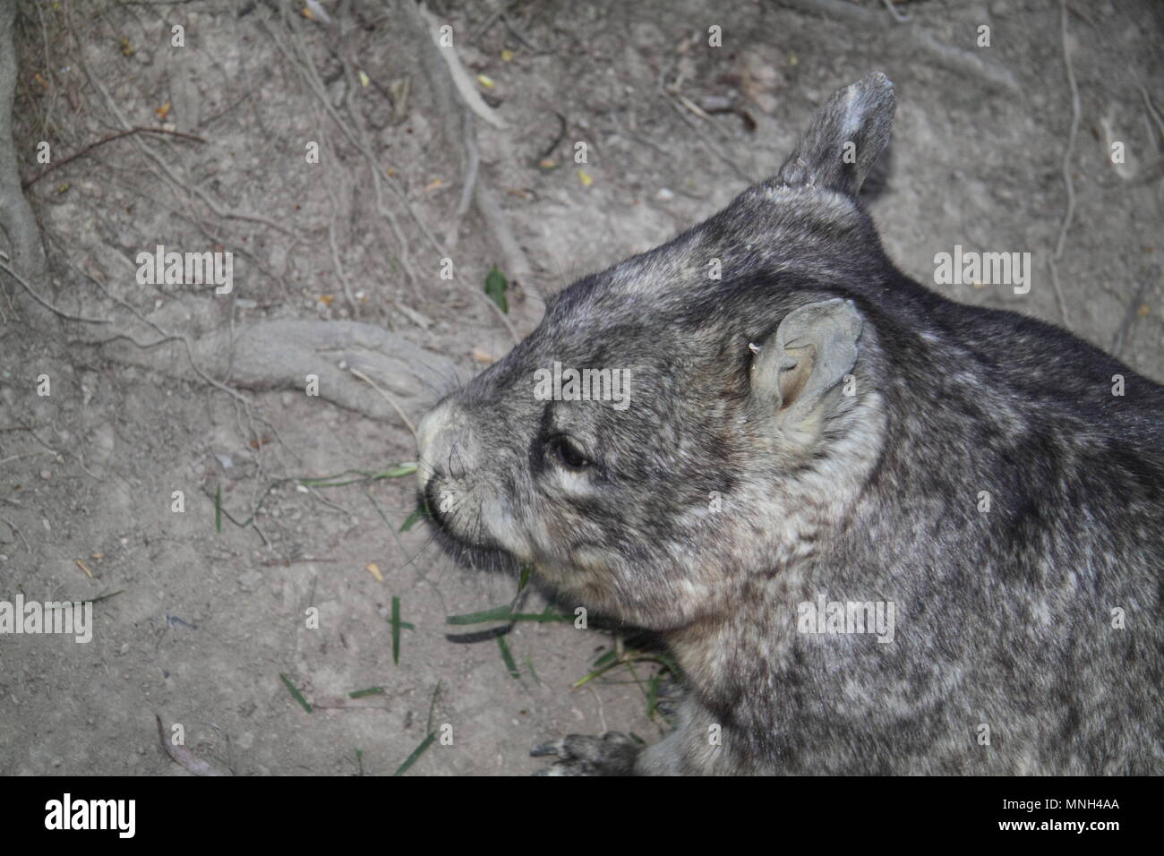 À nez poilu du sud (Lasiorhinus latifrons) Wombat Banque D'Images