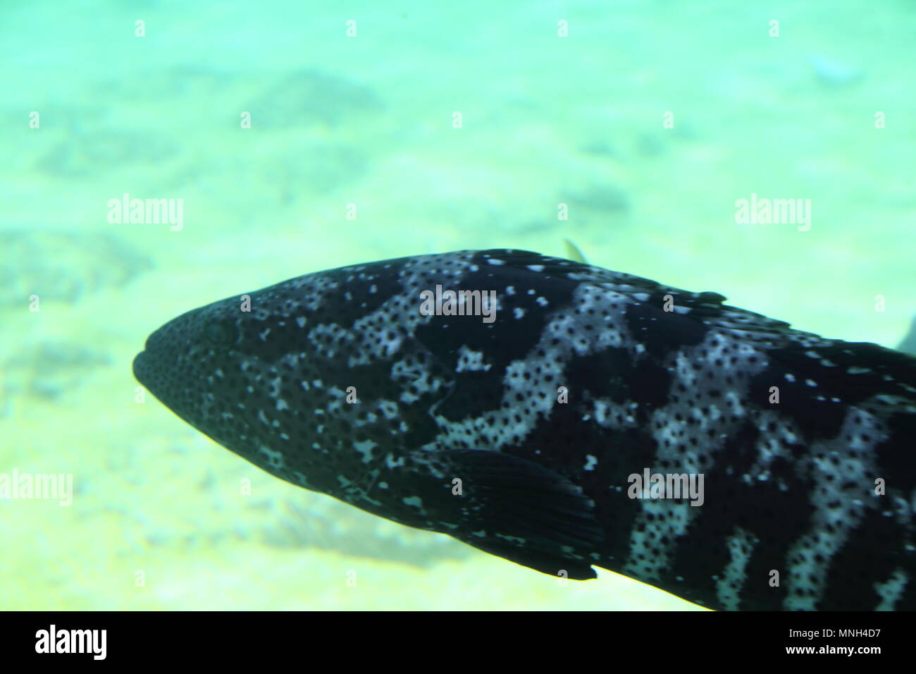 Le mérou géant du Queensland (Epinephelus lanceolatus) Banque D'Images