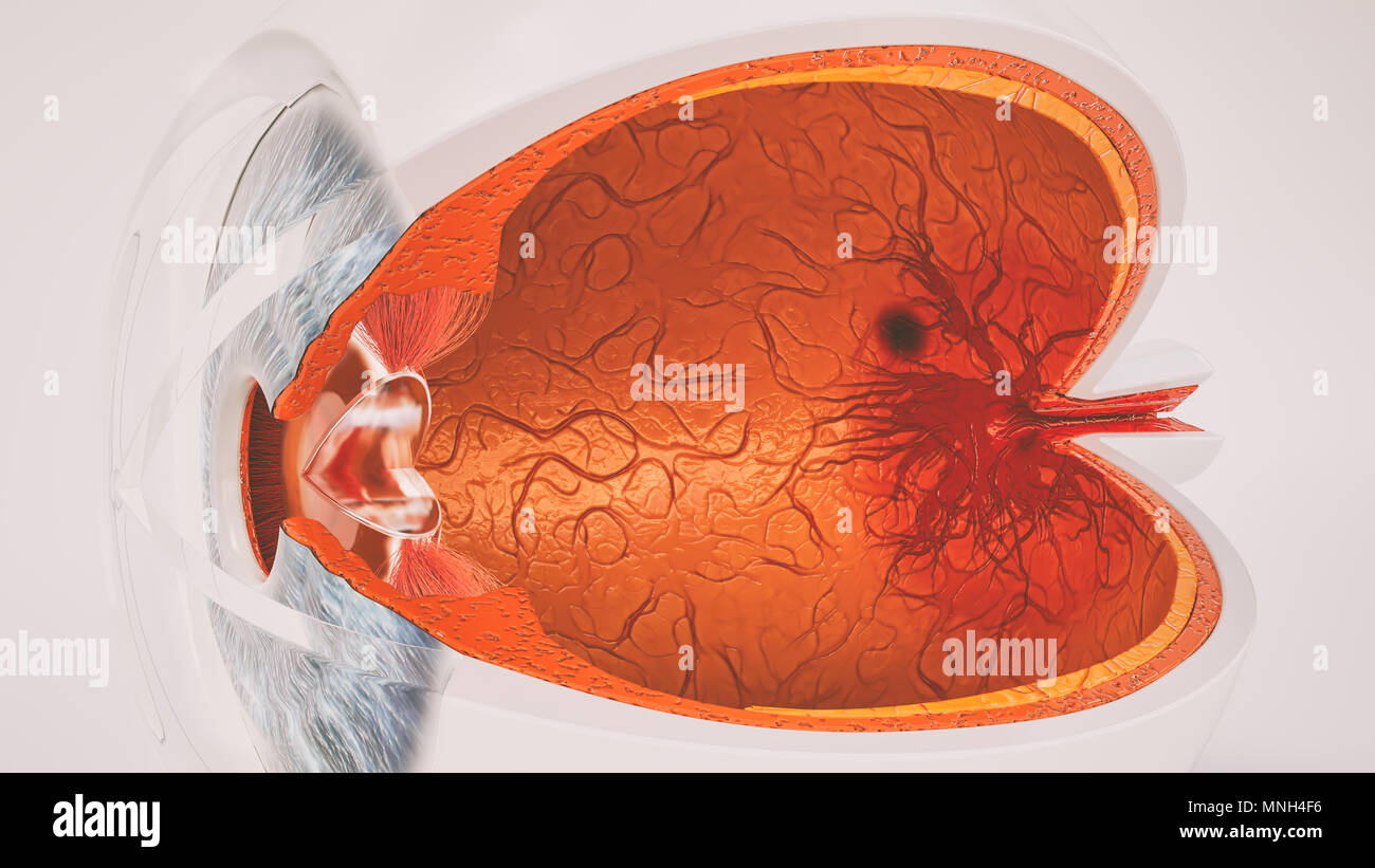 Œil humain très détaillé de l'anatomie en coupe transversale Photo — free download
