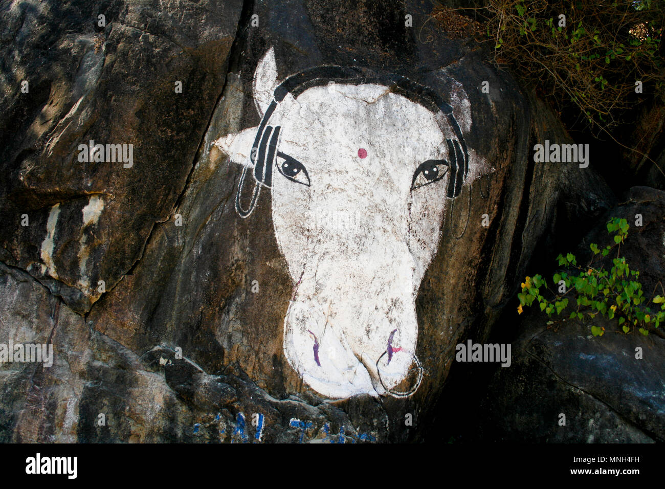 Peinture vache sainte trouvés sur un rocher, plage de Palolem, Goa, Inde Banque D'Images