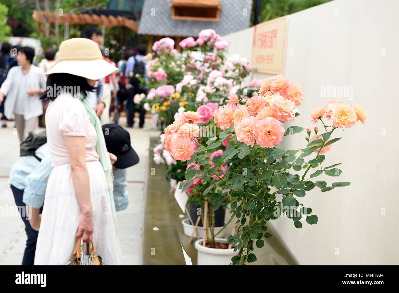 Saitama, Japon. 17 mai, 2018. Les gens apprécient roses pendant le 20e Salon International de Roses & Jardinage à Saitama, Japon, le 17 mai 2018. Credit : Ma Ping/Xinhua/Alamy Live News Banque D'Images