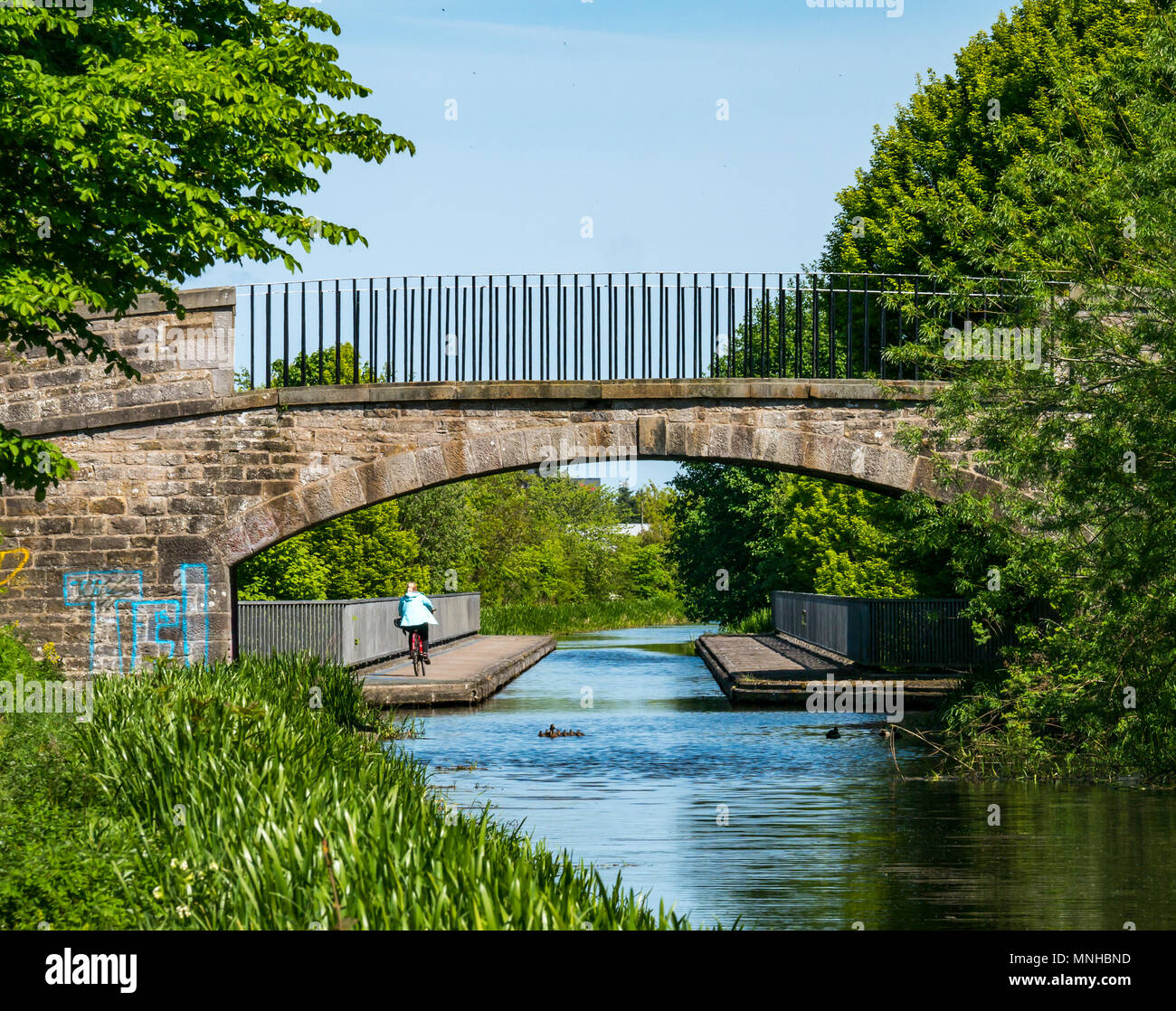 Union canal, Édimbourg, Écosse, Royaume-Uni, 17 mai 2018. Un cycliste sur le chemin du canal sur une journée ensoleillée et une femelle Canard colvert avec une couvée de canetons dans le canal 7 Banque D'Images