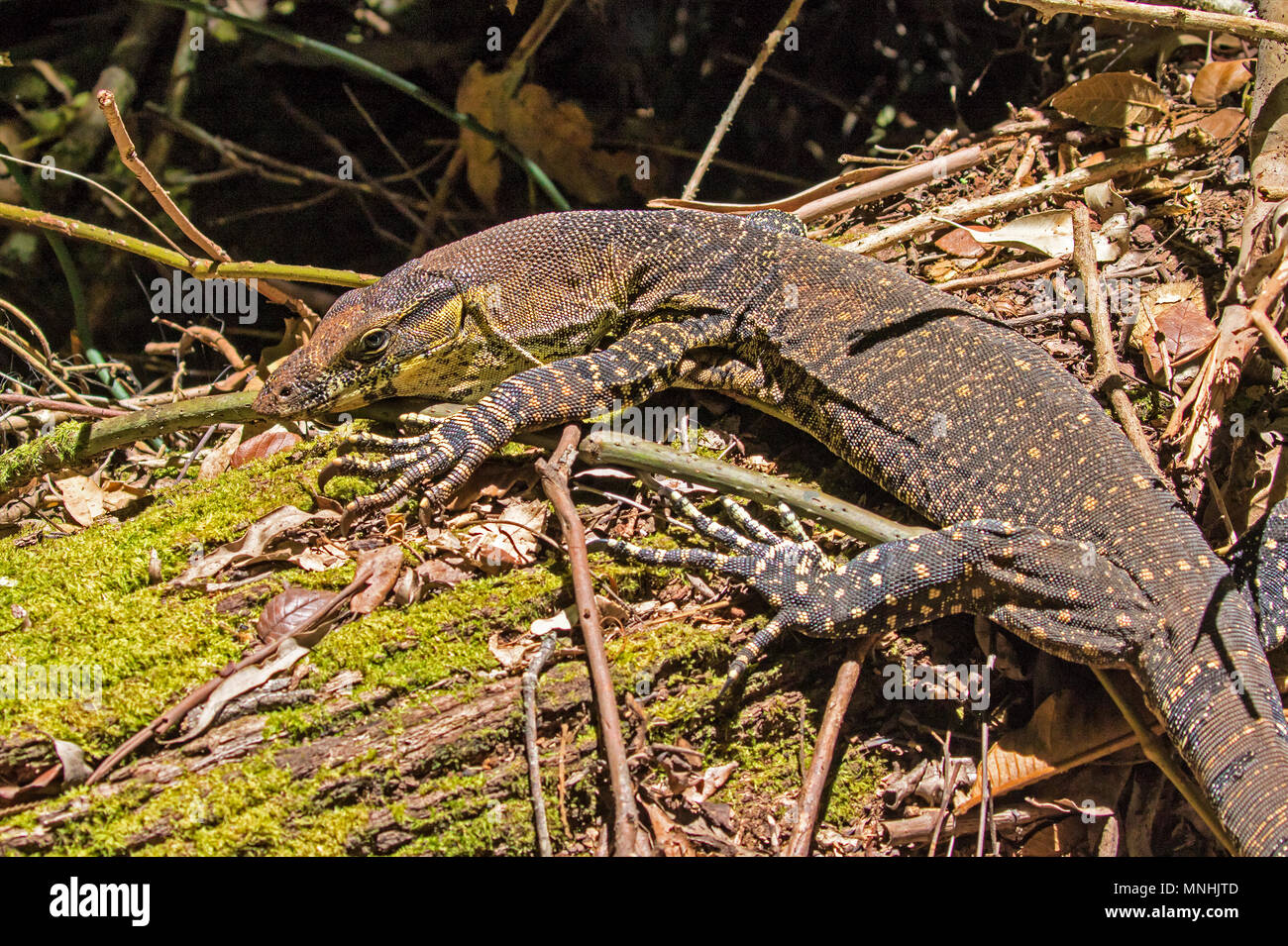 Le Goanna, Varan Parc National de Lamington Banque D'Images