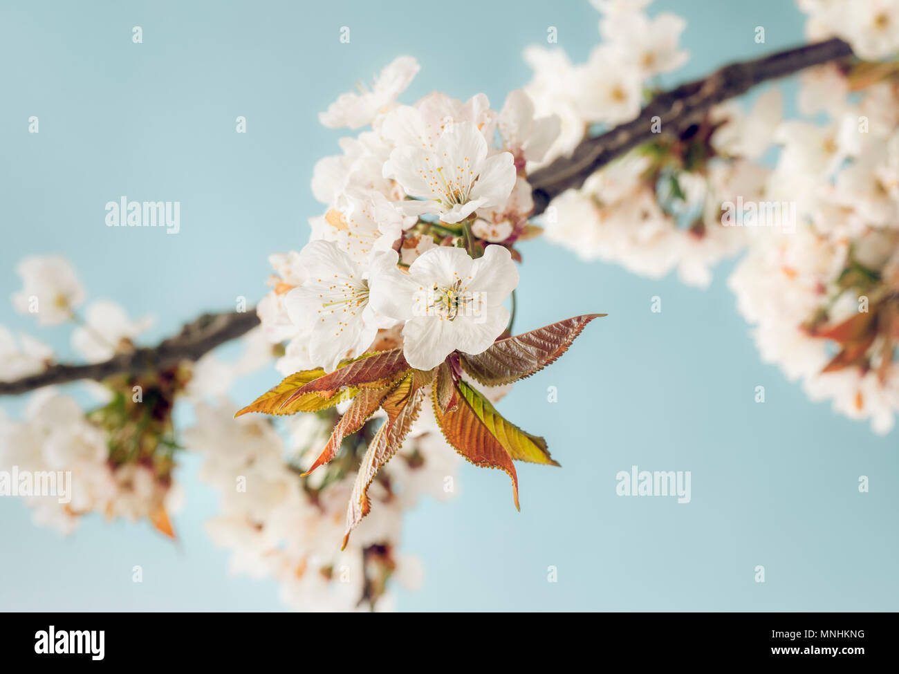 Fleur de cerisier blanc Banque D'Images