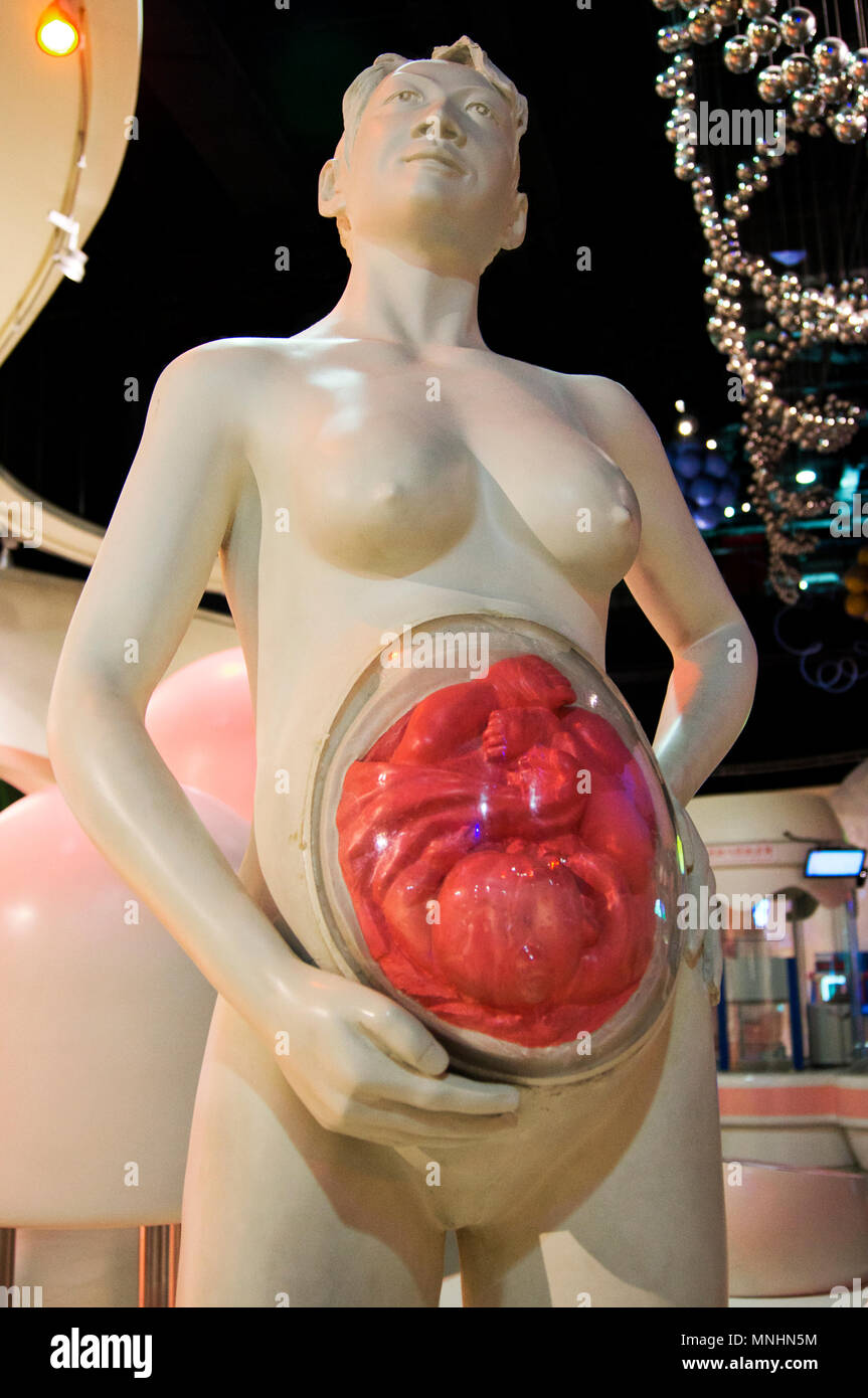 Un écran représentant une femme enceinte de la biologie humaine galerie du Musée des sciences et de la technologie de la Chine à Beijing, Chine. Banque D'Images