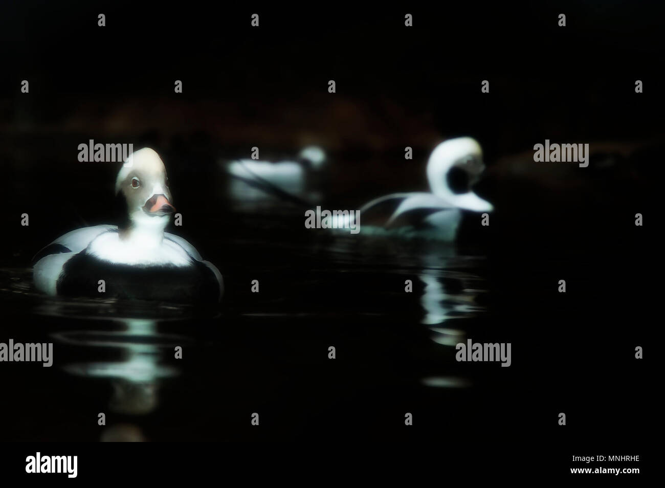 Amélioration de l'image d'un canard à longue queue nageant dans un étang Banque D'Images