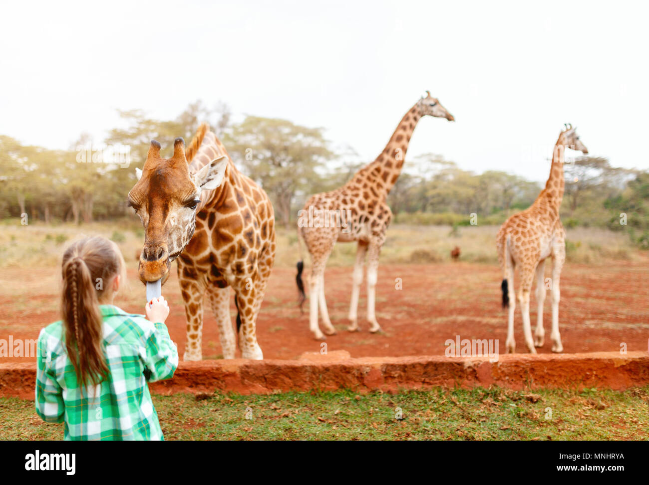 Cute little girl nourrir les girafes en Afrique Banque D'Images