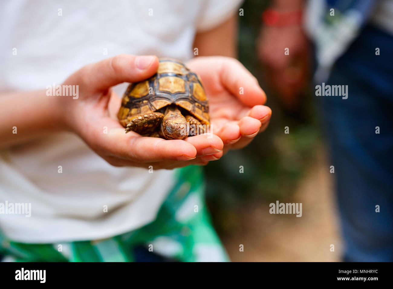 Close up of little girl holding baby tortue Banque D'Images