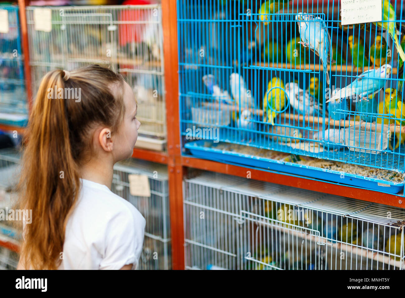 Petite Fille à La Recherche à Oiseaux En Cage Oiseaux à