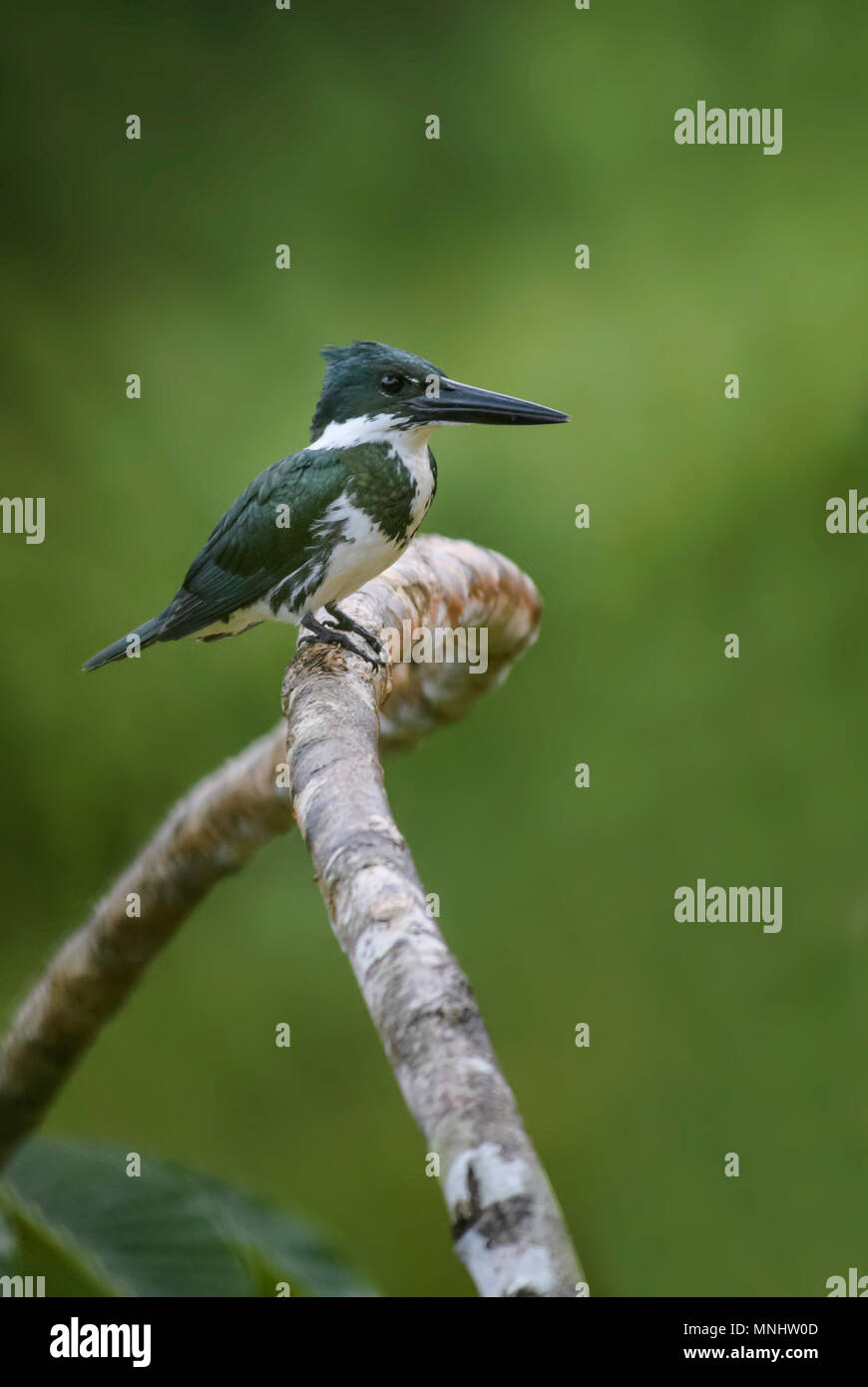 Amazon Kingfisher - Chloroceryle amazona, beau vert et blanc de Kingfisher Nouveau Monde l'eau douce, le Costa Rica. Banque D'Images