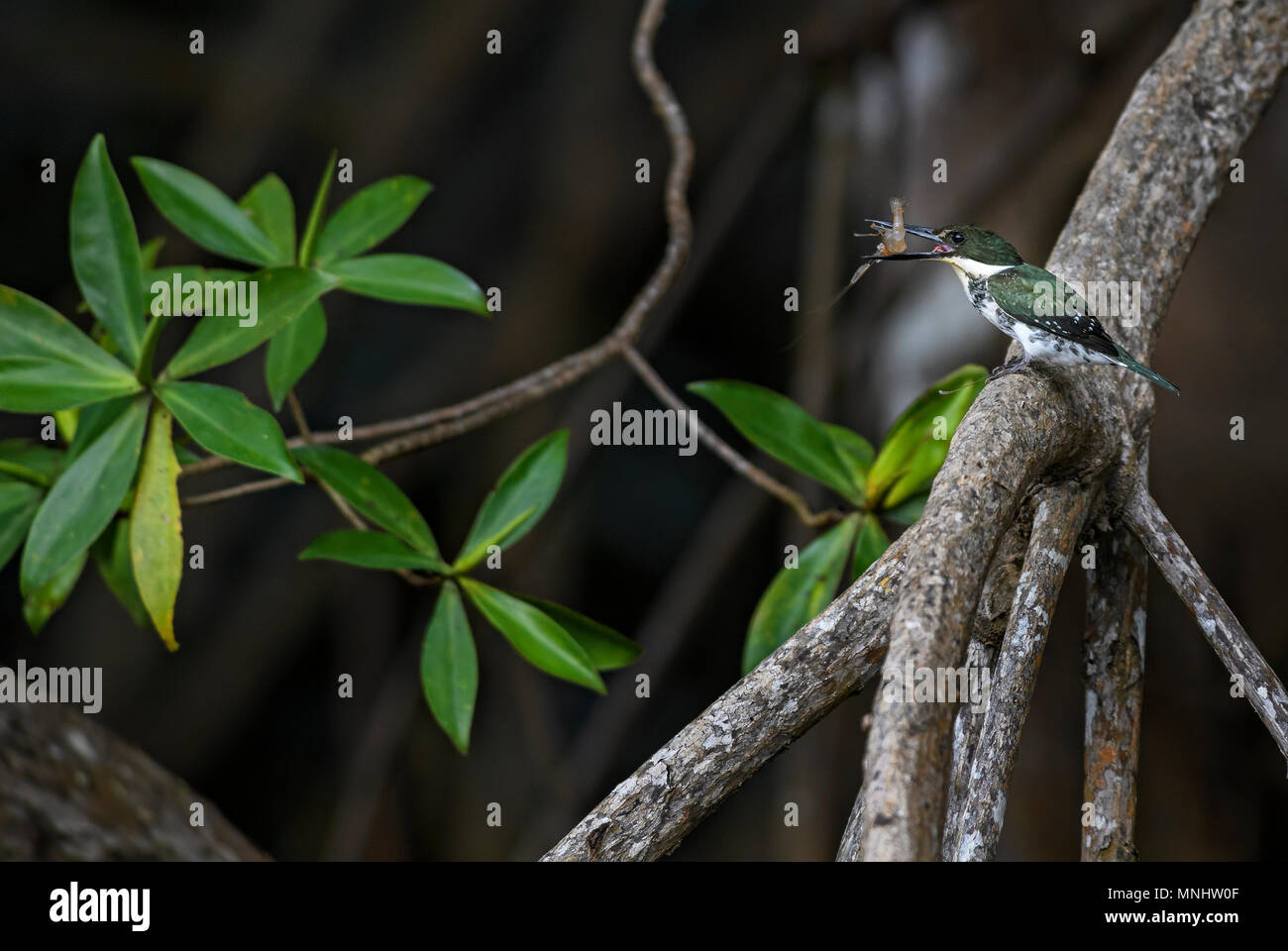 Amazon Kingfisher - Chloroceryle amazona, beau vert et blanc de Kingfisher Nouveau Monde l'eau douce, le Costa Rica. Banque D'Images