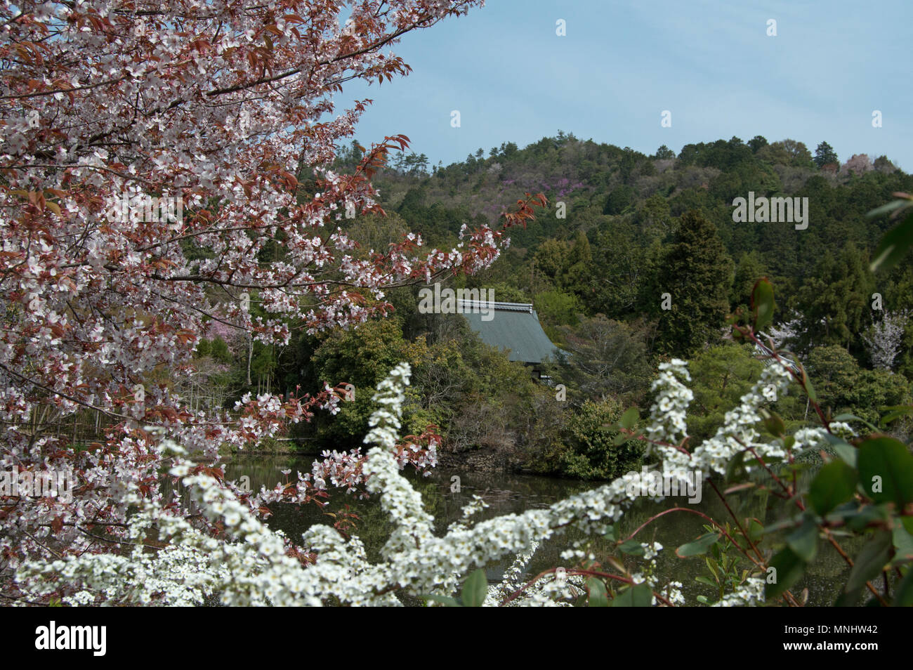 Les fleurs de cerisier en pleine floraison et reflétée dans l étang à Kyoyochi Ryoan-Ji à la fleur de cerisier au cours de saison/sakura, Kyoto, Japon Banque D'Images