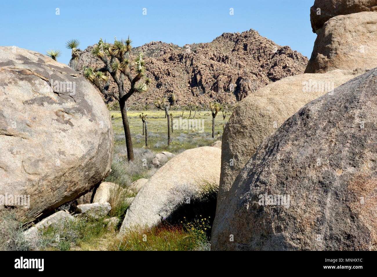 Rock Pile monzogranite, Joshua tree, Yucca Yucca brevifolia, palm, fleurs sauvages, entrée ouest, Joshua Tree National Park, CA 0657 040410 Banque D'Images