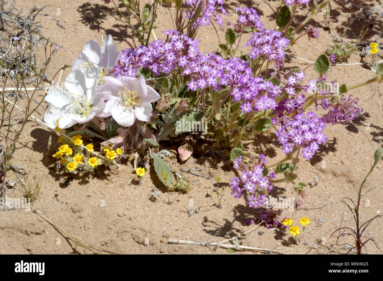 La Verveine, sable Abronia villosa, l'Onagre, Oenothera californica, Wallace Daisy laineux, Eriophyllum wallacei, Joshua Tree 040410 0672 Banque D'Images