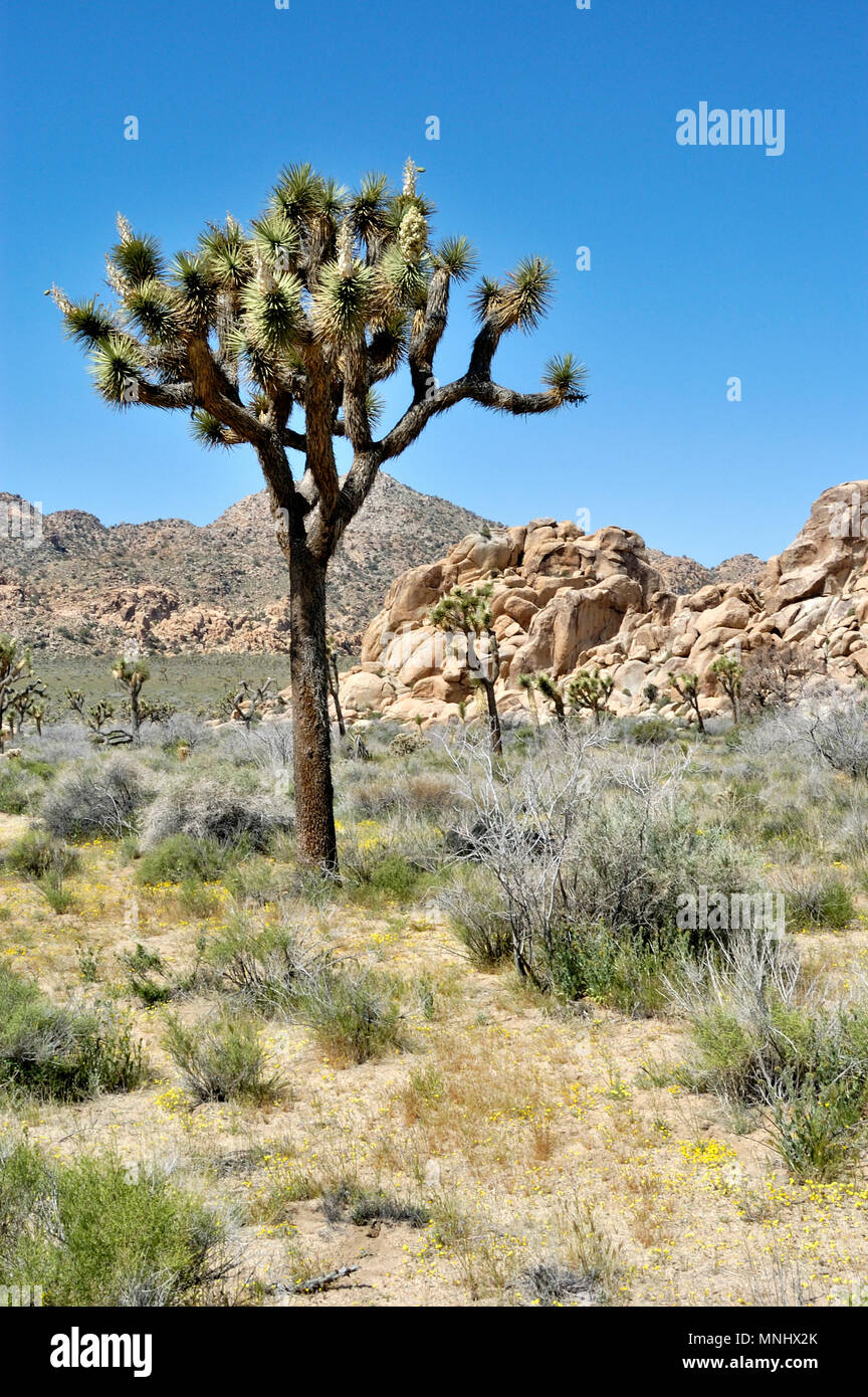 Joshua trees, Yucca brevifolia, Yucca, palm rock pile monzogranite, fleurs sauvages, de l'Ouest entrée, Joshua Tree National Park, CA 040410 0676 Banque D'Images