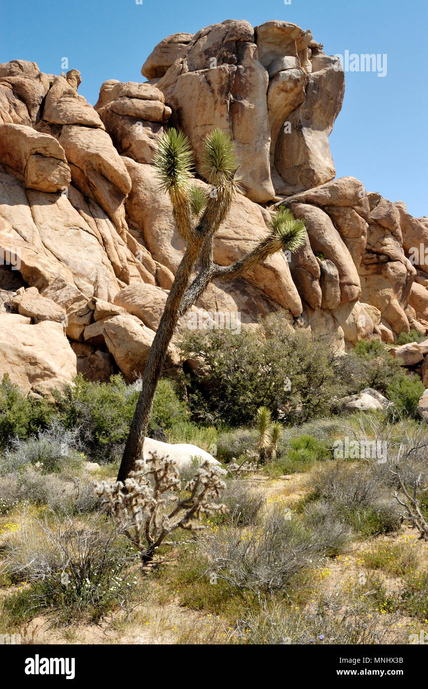 Joshua tree, Yucca brevifolia, Yucca, palm rock pile monzogranite, Cactus, fleurs sauvages, de l'Ouest entrée, Joshua Tree National Park, CA 040410 0680 Banque D'Images