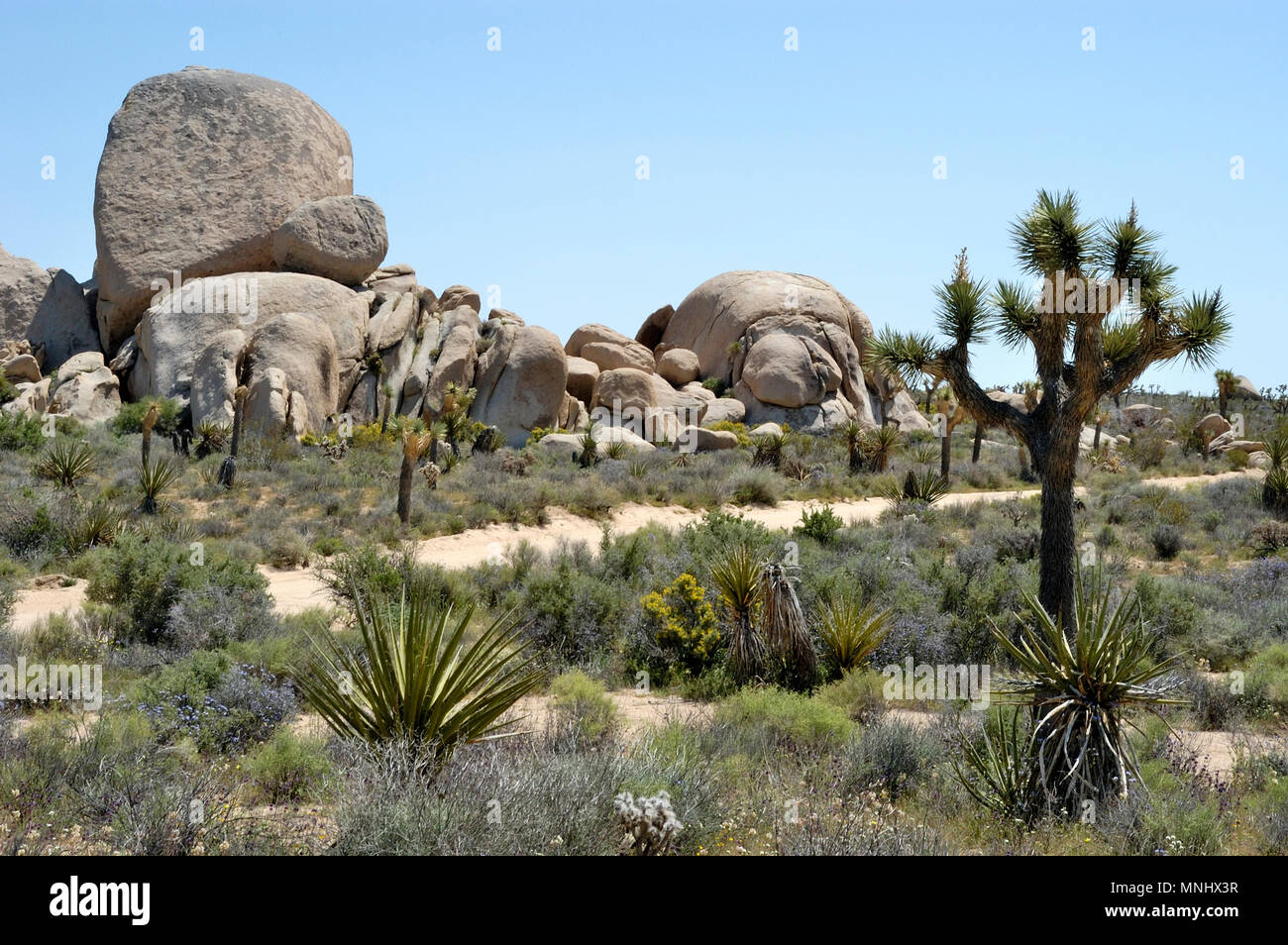 Joshua tree, Yucca Yucca brevifolia, palm, fleurs sauvages, rock pile monzogranite, la route, le parc national Joshua Tree, CA 0688 040410 Banque D'Images