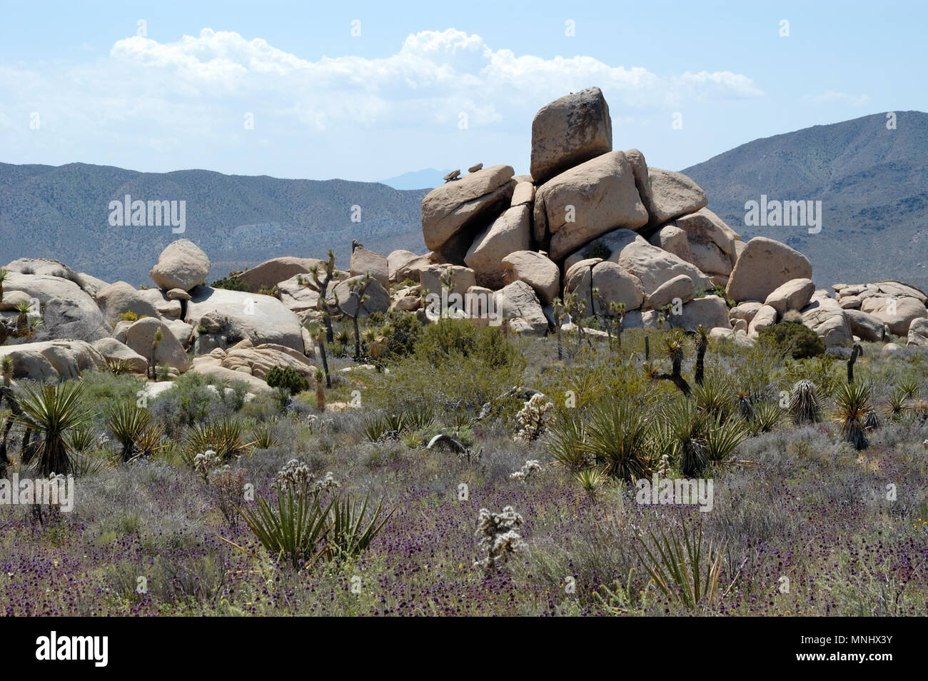 Joshua trees, Yucca brevifolia, Yucca, yucca, palm Mojave Yucca shidigera, Teddybear Cholla, Opuntia bigelovii, Chia Salvia columbariae, 040410, 0689 Banque D'Images