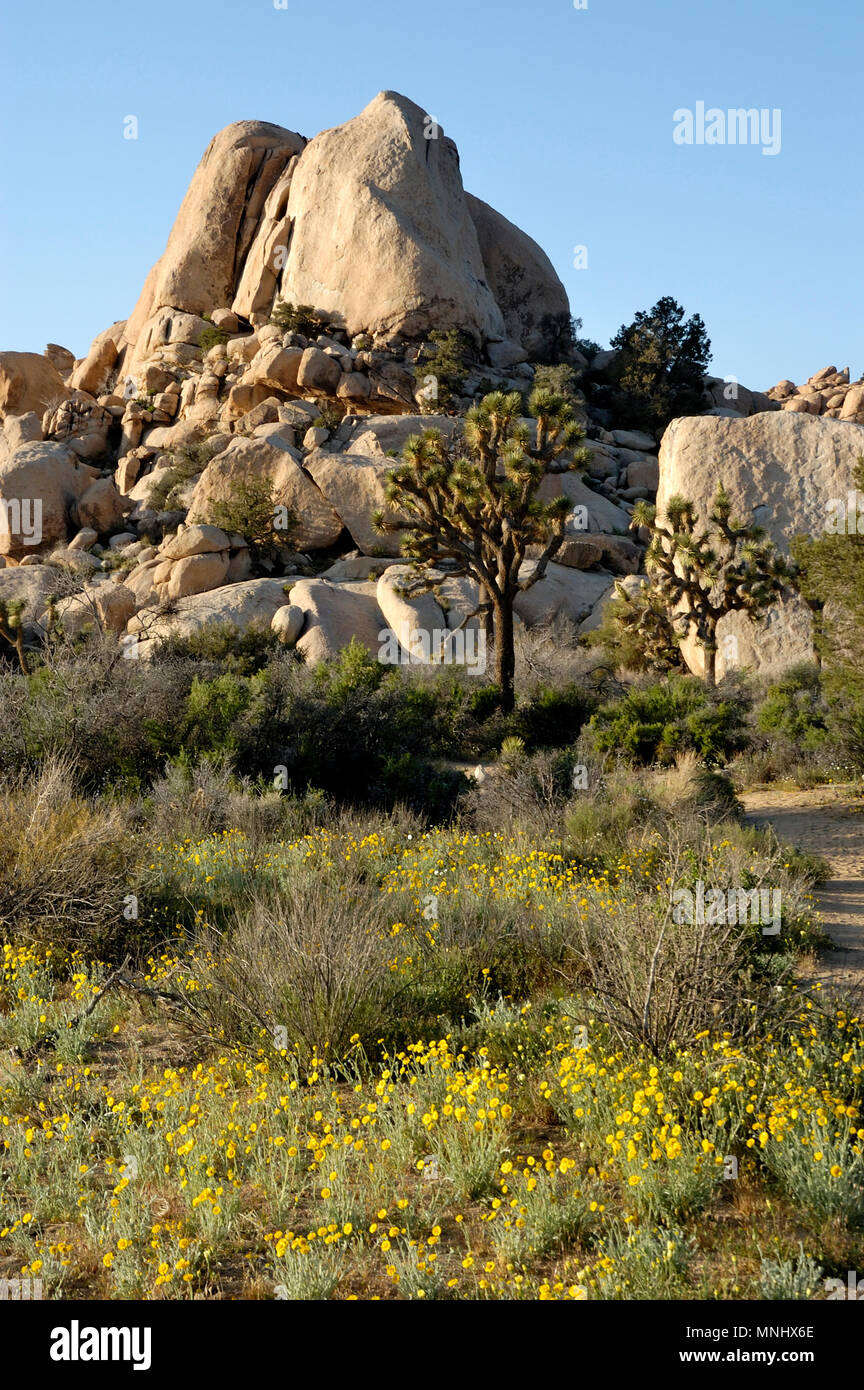 Rock Pile monzogranite, Joshua tree, Yucca brevifolia, Yucca, fleurs sauvages, Palm Desert, pissenlit Malacothrix glabrata, 040410 0730 Banque D'Images