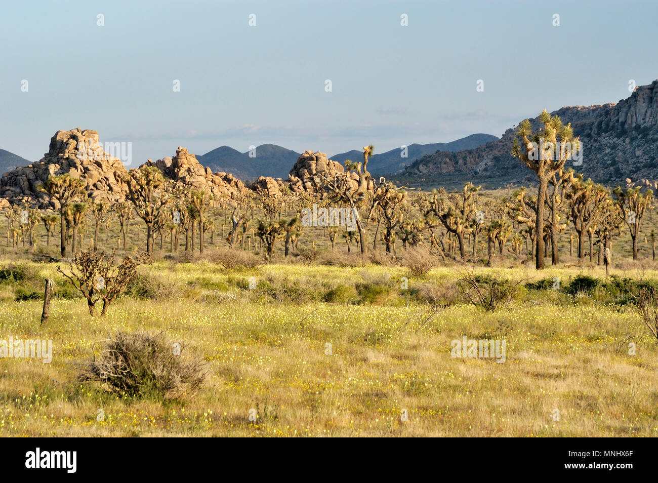 Joshua trees, Yucca brevifolia, Yucca, Palm Desert, pissenlit Malacothrix glabrata, fleurs sauvages, rock pile monzogranite, 040410 0735 Banque D'Images