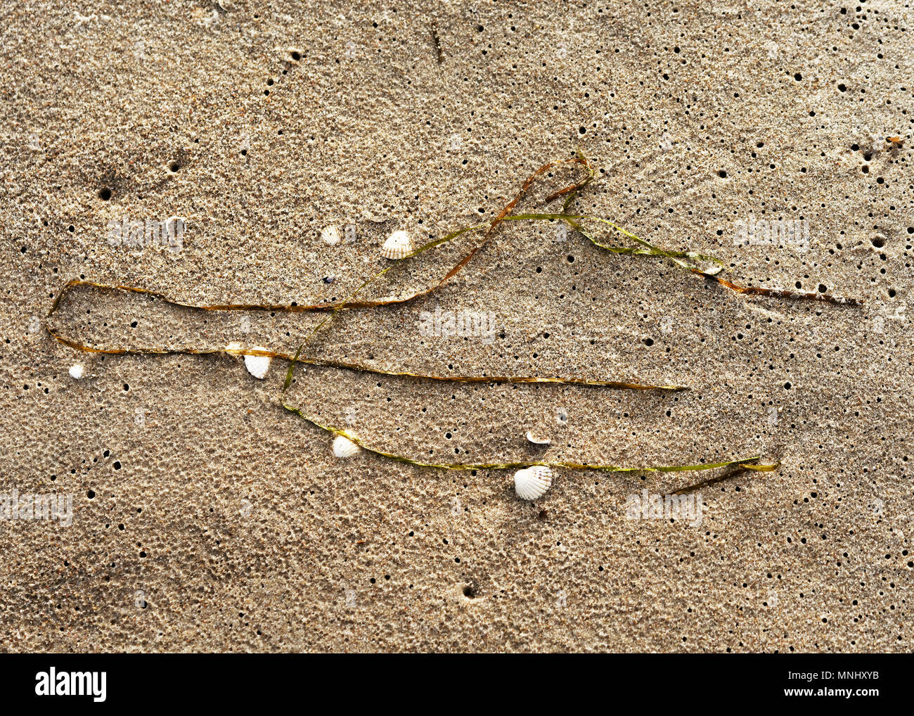 Rincé les herbiers sur une plage de sable comme une seule formation - close-up - Emplacement : Allemagne, mer Baltique, l'île de RÃ¼gen Banque D'Images