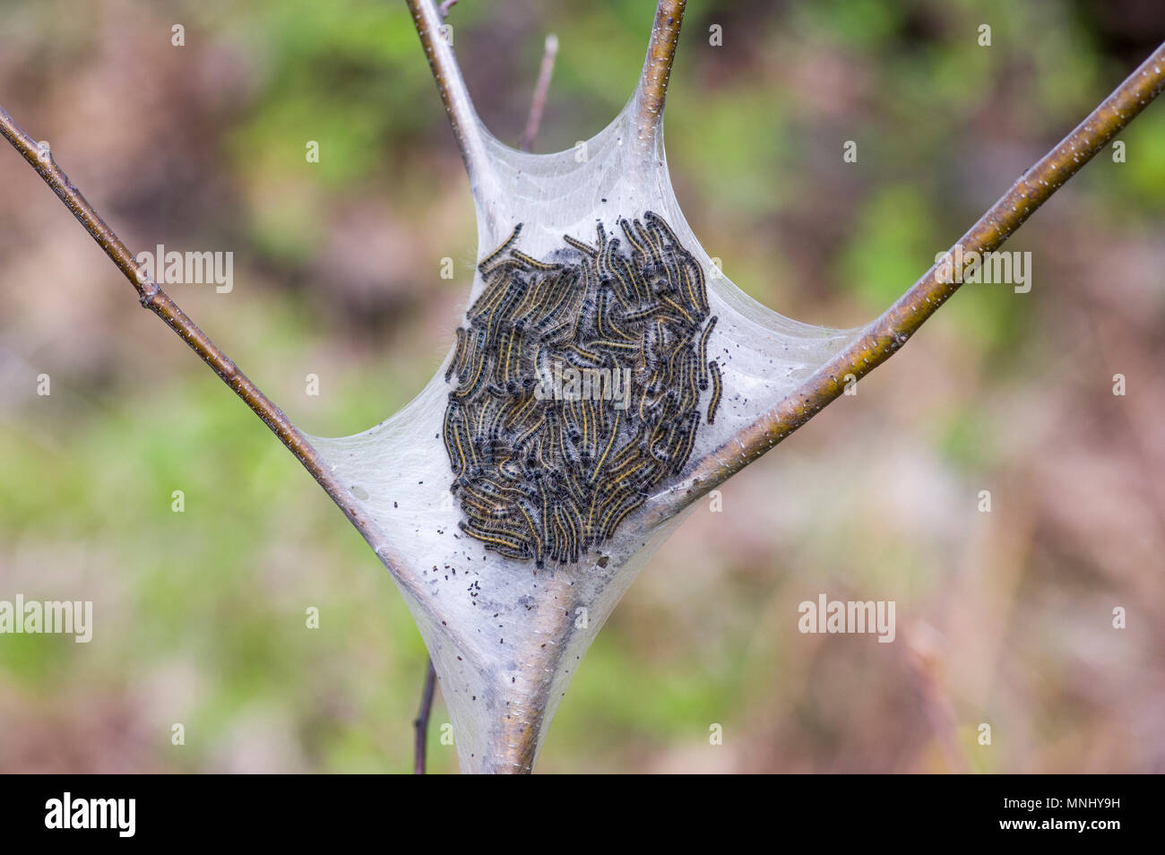 Close up de l'infestation de la livrée sur l'arbre. Banque D'Images